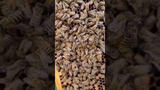 Carnica Queen healthy arrived in Poland, good luck and happy bees dear Mariuz