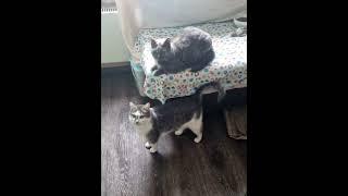 Твори Добро.Оно возвращается!                     Приют  #котодомlove2cats
