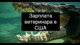 5 историй о том сколько же зарабатывает ветеринарный врач в Америке