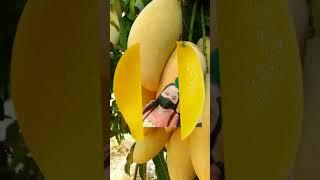 sweet mango  #shorts #tiktok #fyp #asmr #youtubeshorts