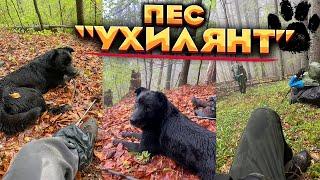 #251 Історія "ПСА УХИЛЯНТА". Зустріли його у горах та взяли з собою. Врятував нас від ведмедя.