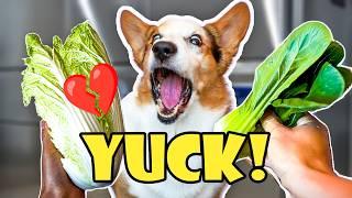 Corgi vs Veggies: Is My Dog Really a Vegetarian?