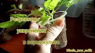 %способ укоренения черенков в дешевом вермикулите.