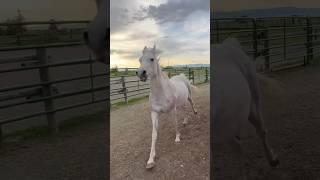 Perfect song for this Arabian horse 