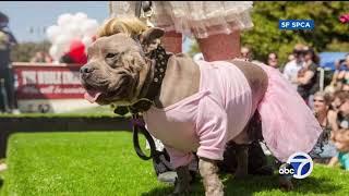 Hoodline: SPCA Bay to Barkers and other weekend fun
