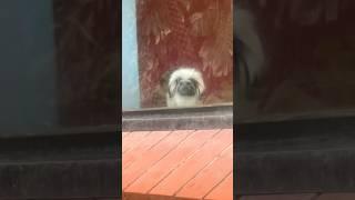 Monkeys!  | Fun Animal Moments
