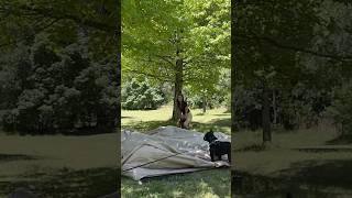 Cambodian girl pumping the AIR TENT  #camp #inflable #tent #coody #puppy #frenchie #nature