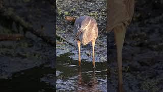 Endless Fish Buffet! Watch the Heron Feast!  #shorts #heron #fish