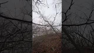 В тумане леса Бук чудесный...