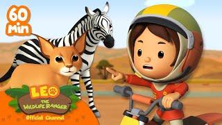 1 HOUR OF ANIMALS WITH SPECIAL FEATURES! | Leo the Wildlife Ranger | Kids Cartoons | #compilation