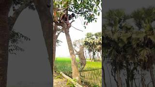 Leopard attack on tree in village #vfx #shorts #video #foryou #animals