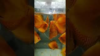 Free from parasite. Feeding time Discus fish.