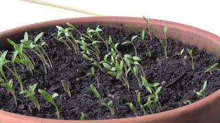 How to Grow Cilantro / Coriander From Seed. 5 Steps