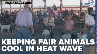 Keeping fair animals cool during the sweltering heat wave