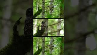 Barred #naturephotography #photography #owlmagic #injphotography #britishcolumbia #nature