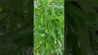 Platycerium bifurcatum.#justmeneena