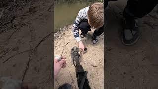 коп золотая крышка #shortvideo #коп #metaldetecting