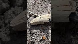Finding a fossil tyrannosaur tooth on the way to see another fossil dinosaur tooth!