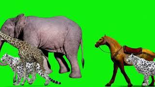 Wild animals | Animal walking green background |Stampede Animals  #greenscreenvideo