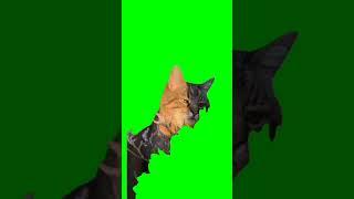 Vibing cat meme green screen #cat#shorts