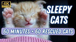 60 Happy Sleeping Cats @1001paws Sanctuary [4K]