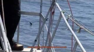 Swordfish harpooning best of/Chasse aux espadons
