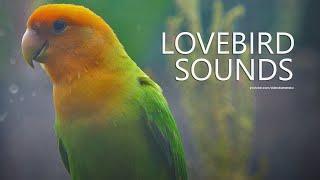 Lovebird Sound: Peach-faced Lovebird - Orange Head Green Opaline | February 2025