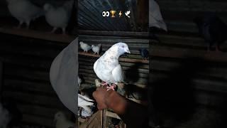 Kabootar Lover ️... #pigeonlaver #bird #youtube #kabutar