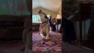 Sammy the Singing Dog singing opera
