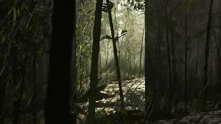 AC Shadows Ultra Realistic Graphics