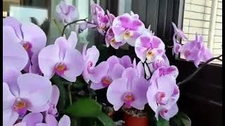 lavender orchid #short