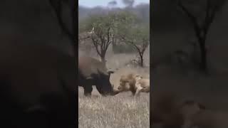 Brave Rhino attacks a lion