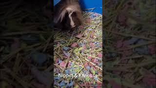 Nippet & Kneessa: Guinea Pigs for adoption with Northeast Animal Rescue nar.rescuegroups.org