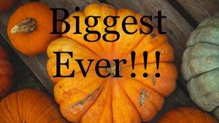 Largest Vegetable Ever!!!  "Friday Morning Chat"