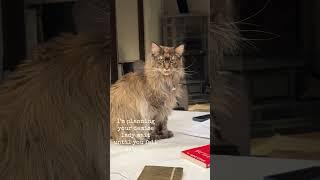 Maine Coon cat Phoebe not happy after her meds  #mainecoon #catshorts #funny