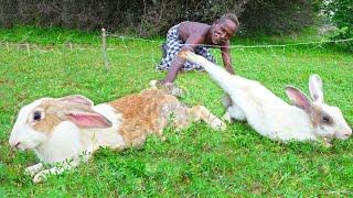 WILD RABBIT HUNTING | Primitive Technology | Village Grandpa Hunting Giant Rabbit |