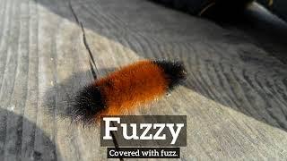 What is Fuzzy? | How Does Fuzzy Look? | How to Say Fuzzy in English?