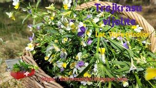 Herbal teas & medicinal herbs: Tricolor violet or wild Pansy (Lat. Viola tricolor)