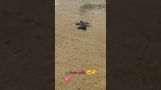 tiny &cute little turtle ️