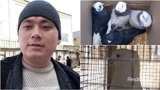 Andijon soy kabutar bozor pigeons 2.qism  2-mart, 2023