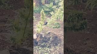 20 April 2025#  RASTAFARI # NYAHBINGHI# FIREMILLIONAIRE#http Thank Jah Fire marshall YouTube channel