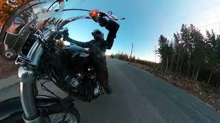 2020 Harley Davidson Softail Standard - The Power!