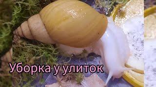 генеральная уборка у улиток ахатин в 7 утра#блог #улитка #ахатины