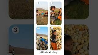 These 3 kid's are running huge muskmelonfarming