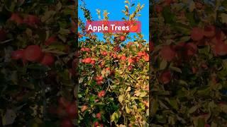 Apple trees  #trending #viralvideo #apple #ytshort #ytshorts #yt #indian #sweden #shorts