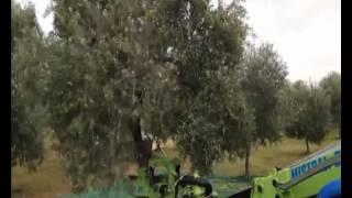 Raccolta meccanizzata olive su coratina D'Amico Mistral D11