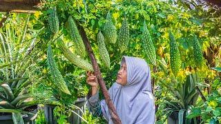 Memetik Pare untuk Bikin Siomay Ayam Lengkap dengan Pare isi Ayam, dan Minum Wedang Rempah