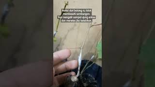 aYO belajar GRAFting/sambung angGUR asam ke ANGgur manis/import‼️#berbagi #anggur #mencoba #shorts