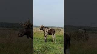 Лоси - очень опасны, не повторяйте за мной друзья! ‍️🫎