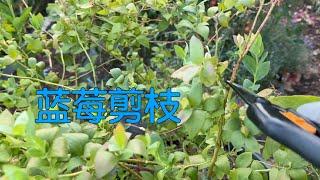 【种蓝莓之六】怎样正确修剪蓝莓｜修剪时机和方法